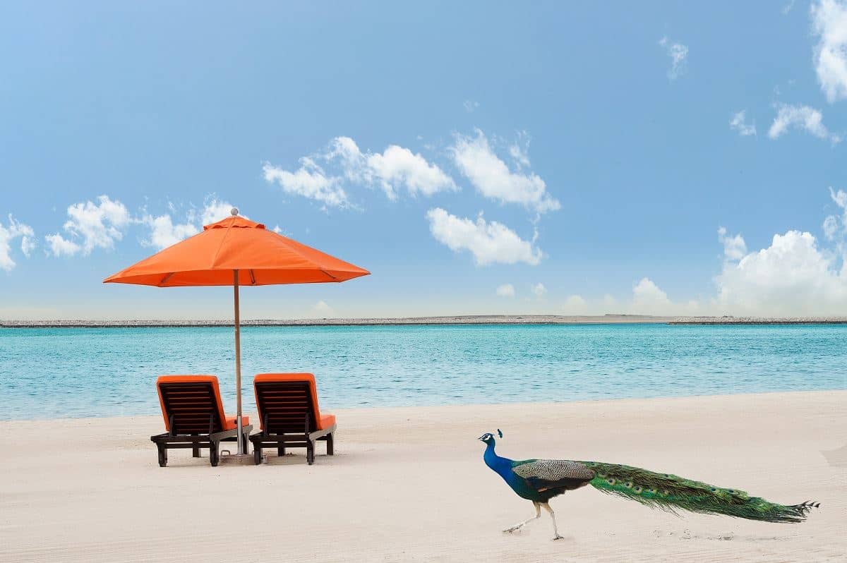 beach-beach