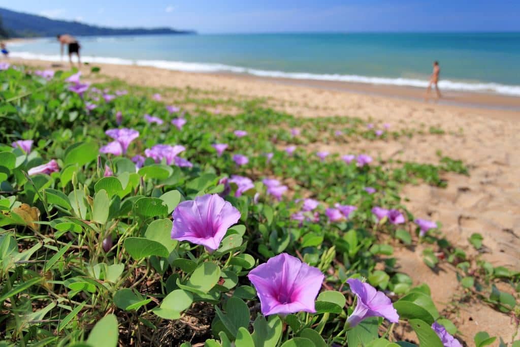 beach-beach