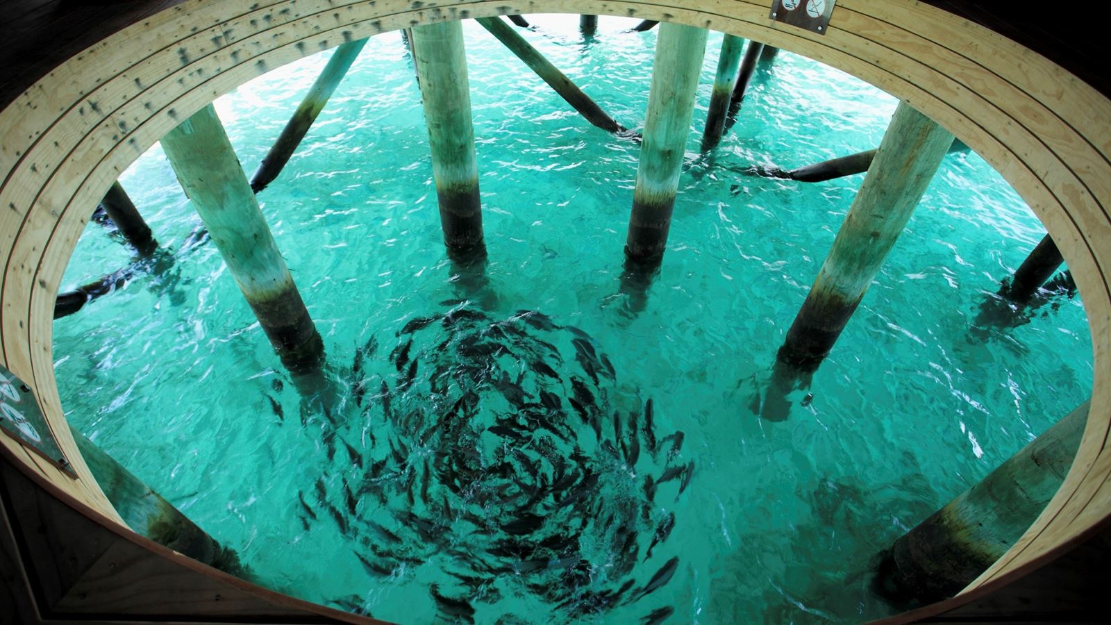 restaurants-viu-bar-signature-overwater-bar