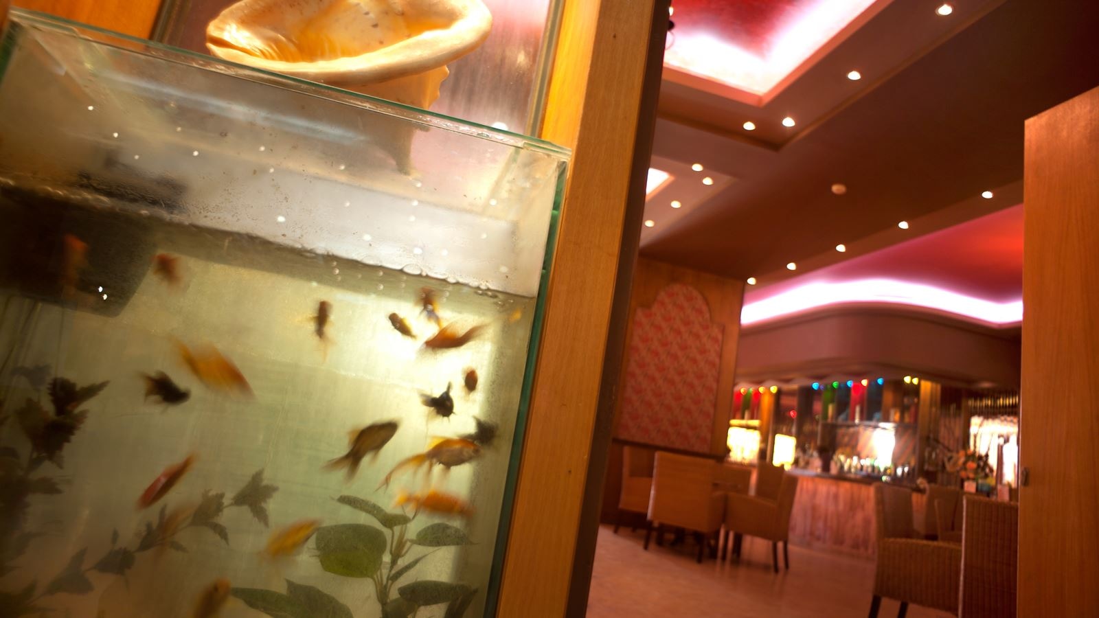 bars-aquarium-bar